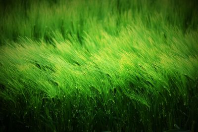 Full frame shot of corn field