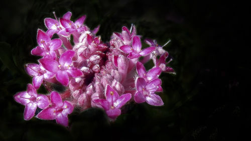 Close-up of pink flowers blooming outdoors