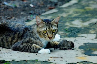 Close-up portrait of tabby cat