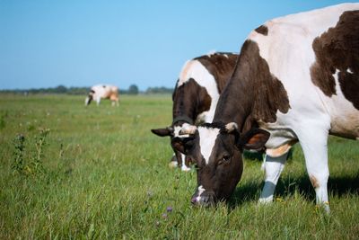 Cows grazing in the field