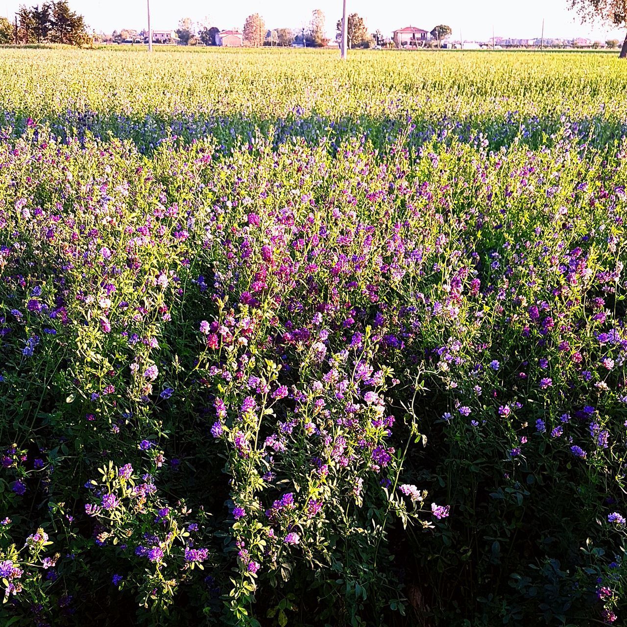 SCENIC VIEW OF PINK FLOWERING PLANT ON FIELD