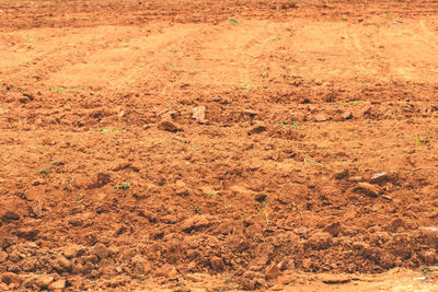 Full frame shot of rice field