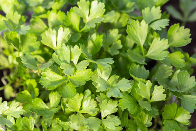 Close-up of plant