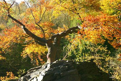 Trees in autumn