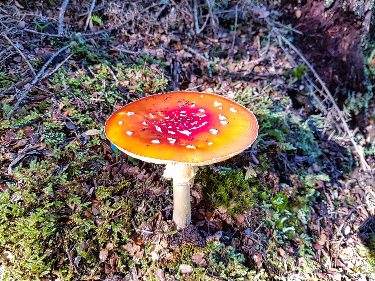 HIGH ANGLE VIEW OF FLY AGARIC MUSHROOM GROWING ON LAND