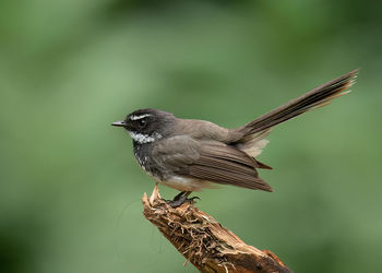 Close-up of bird perching on branch