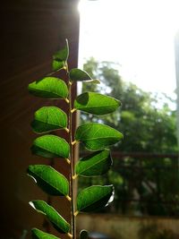 Close-up of green leaves on tree