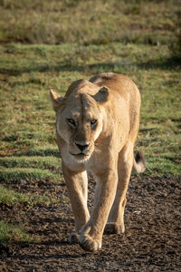 Portrait of big cat walking on grass