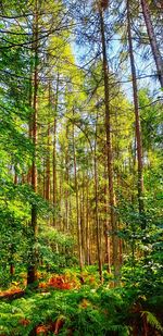 Trees in forest