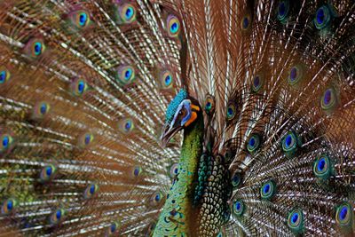 Green peafowl fanning out it's tail