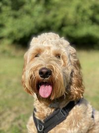 Close-up portrait of a dog