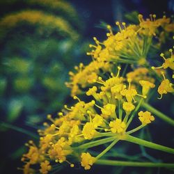 Close-up of yellow flower