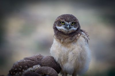 Close-up of burrowing owlets outdoors