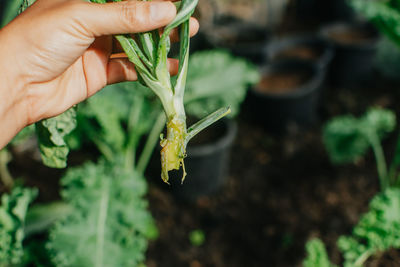 Midsection of person holding leaf