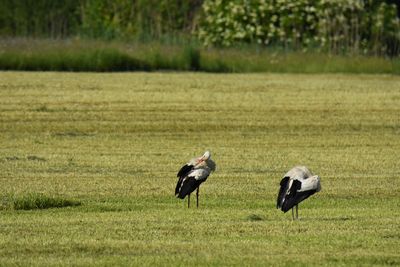 View of two storks on field