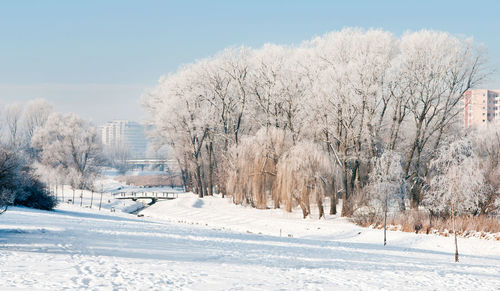 Snow covered trees against sky