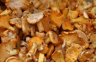 Full frame shot of mushrooms for sale at market