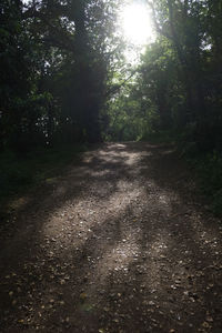 Dirt road amidst trees in forest
