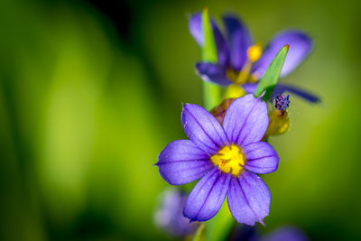 Close-up of purple flower blooming outdoors