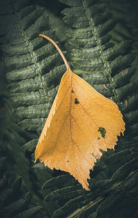leaf