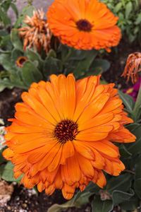 Close-up of orange flowers blooming outdoors