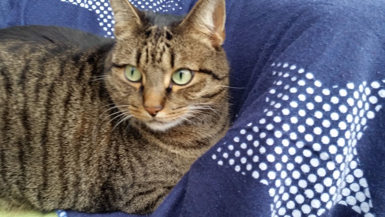 CLOSE-UP PORTRAIT OF CAT RELAXING ON BLANKET