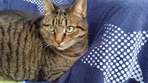 Close-up portrait of cat relaxing on bed