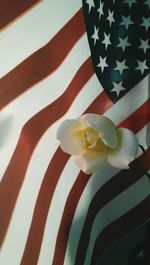 Close-up of white flowers