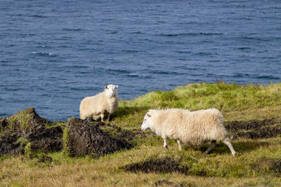 Sheep on field