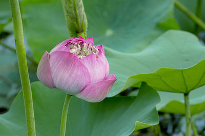 Close-up of pink water lily