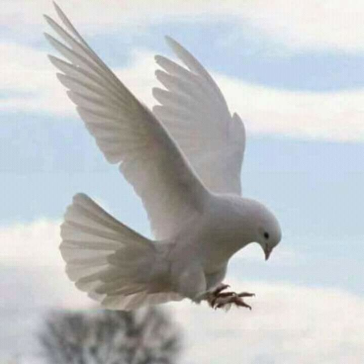 CLOSE-UP OF SEAGULLS FLYING AGAINST SKY