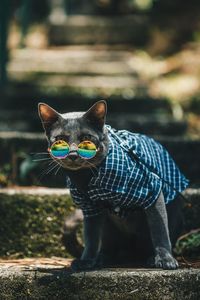 Portrait of cat wearing pet clothing with sunglasses standing outdoors