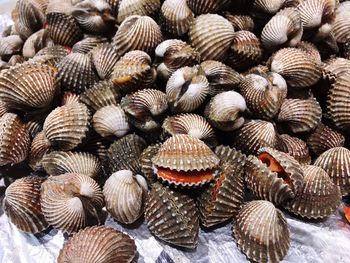 High angle view of clams on plastic