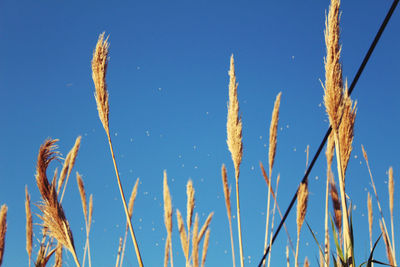 Low angle view of plants against clear blue sky