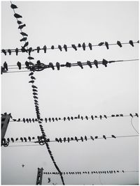 Birds flying against clear sky