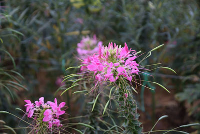 Close-up of pink flowering plant in field