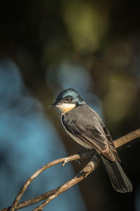 Close-up of bird perching on branch