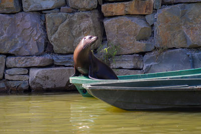 Marine mammals of the order carnivores. 