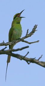 Low angle view of bird perching on tree against clear blue sky