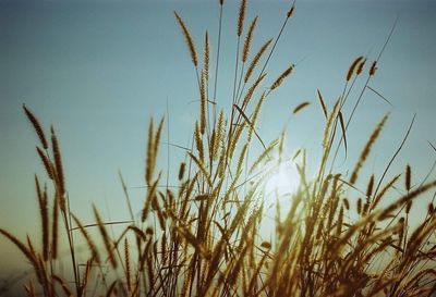 Close-up of wheat growing on field against clear sky