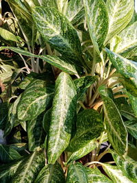 Full frame shot of corn