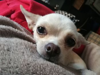 Close-up of dog resting