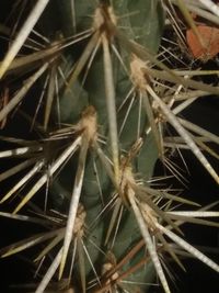 Close-up of cactus plant