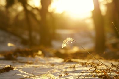 Close-up of snow on field during winter