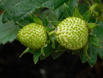 Close-up of strawberry growing on plant