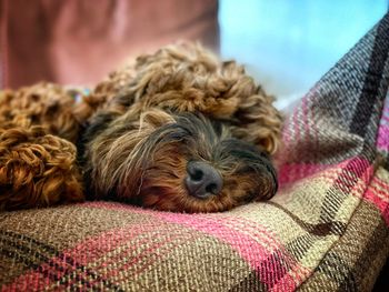 Close-up of dog sleeping on bed