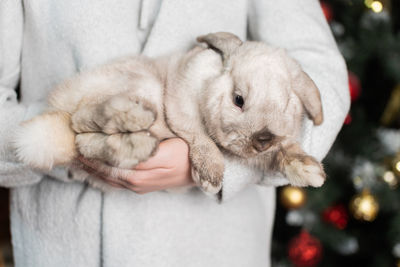 A fluffy gray lop-eared rabbit sits in the hands of a man near a christmas tree