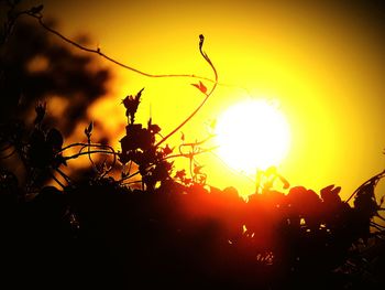 Sun shining through trees