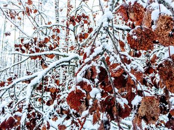 Full frame shot of tree branches during winter