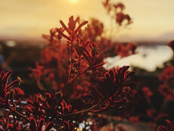 Close-up of red flowering plant during sunset